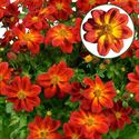 Afbeelding van Bidens P12 Red yellow centr
